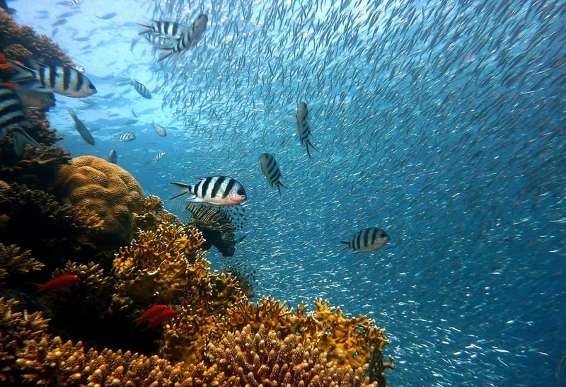Underwater diving adventure