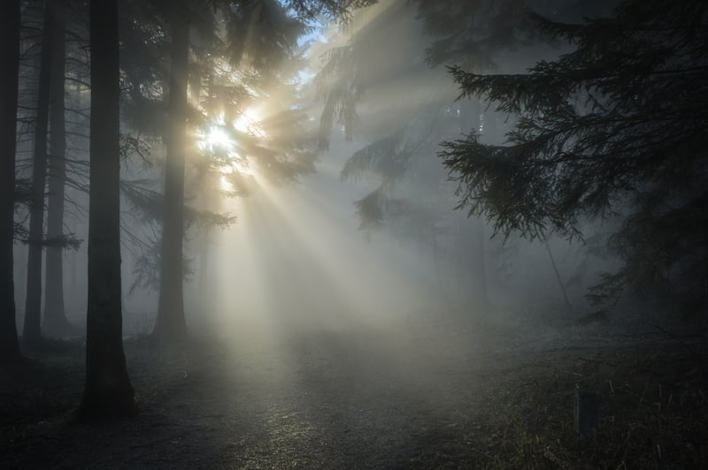 Forbidden Forest